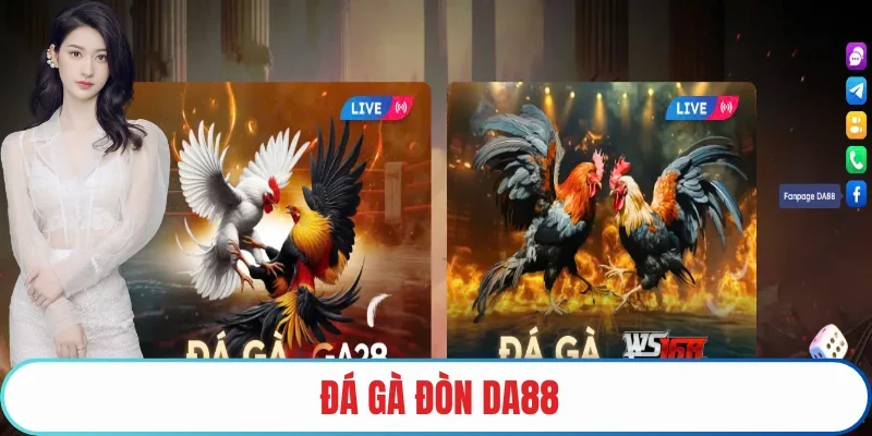 đá gà đòn