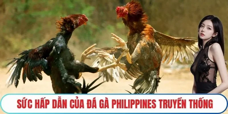 Sức hấp dẫn của Đá gà Philippines truyền thống